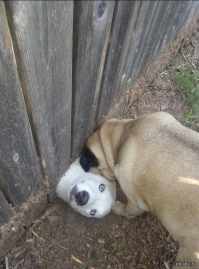 Спасение собаки