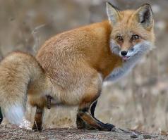 не только ГРИБНИК