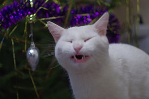 Безудержное веселье