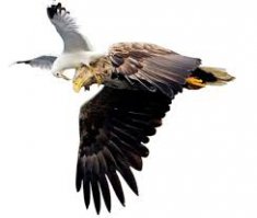 Орел охотится на ребенка