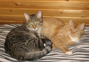 У меня коты - Мария (рыжая) и Степан (серый)
Это совпадение?
Документальное подтверждение прикладываю