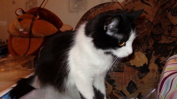 Притащил котёнка молочного с улицы, бухали мы с другом в бильярдной по поводу его дня рождения, вышли на улицу - свет от фонаря прям пятном лёг на жалобно мяукующий комочек шерсти, я забрал хоть дома есть взрослая кошка (14 лет), с утра к ветеринару - острая инфекция, пришлось лечить и мелкую и взрослую, мелкая не ела 3 дня (её кололи глюкозой), потом сунул её носом в молоко - стала есть (хоть и чихала), прожила она у нас год (пока не отдали в добрые руки) - ела всё подряд, самое любимое - варёная картошка и сырая капуста, от сосиски никогда не отказывалась... Пушинка её звали... Может новые хозяева уже переменили имя... Не знаю.