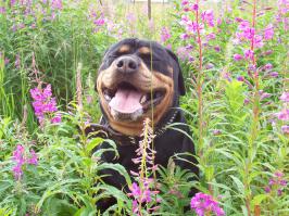 Большая собака - улыбака