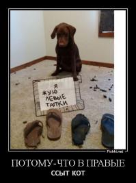 Собачья доска позора