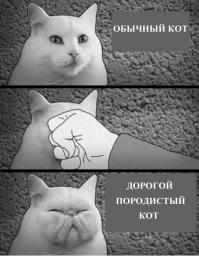 История про обыкновенного кота