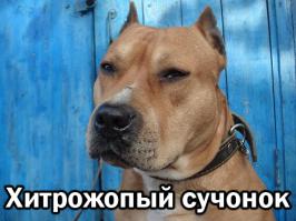 Реакции разных собак на ловкость рук одного человека))