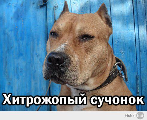 Реакции разных собак на ловкость рук одного человека))