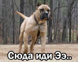 Конфликт из Тамбова