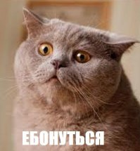  10 секретов успеха самого богатого кота