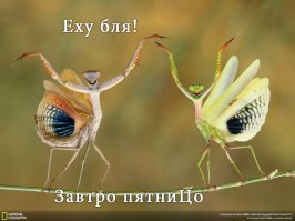 Лучшие фотографии National Geographic 2014