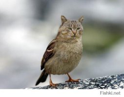 Котенок Гав - он существует