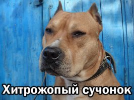 Не серди пса