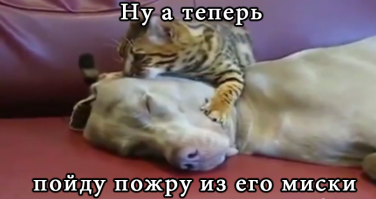  Кот вводит в Транс бойцовую собаку