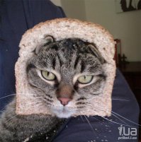 Безумный кот