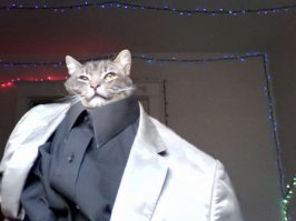 Безумный кот