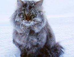 Невероятный объем ресниц по-уренгойски