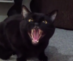 я уже вижу эту картину: идешь такой ночью в туалет и тут ААААААААОООАААА, и сходит недоходя