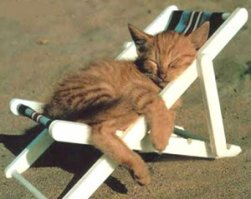 Животные, которые любят тепло больше всего на свете