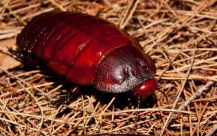 Гигантский роющий таракан (лат. Macropanesthia rhinoceros), так же известный, как таракан-носорог и мусорный жук (несмотря на такое название, представители данного вида являются самыми что нинаесть тараканами, а не жуками). Родиной тараканов-носорогов является Австралия, а именно тропические леса Квинсленда, которые просто кишат этими насекомыми.

Macropanesthia rhinoceros — не самые большие, но зато самые тяжелые тараканы в мире. Длина тела взрослой особи женского пола достигает 80 мм, а вес 34-37 грамм (для того, чтобы Вы смогли представить себе это мерзкое насекомое, приведу еще раз сравнение с воробьем, который весит в среднем не более 40 г).

Эти тараканы настоящие долгожители — средняя продолжительность жизни составляет 8-10 лет.

В отличие от большинства своих собратьев, у тараканов-носорогов нет крыльев, они не селятся в местах обитания людей и как следствие не считаются вредителями.

Эти отвратительные насекомые играют огромную роль в экосистеме нашей планеты, перерабатывая сгнившую листву, в частности эвкалипт, траву и т.п.

Как и следует из их названия, гигантские роющие тараканы прорывать в земле ходы глубиной до 1 метра, где они устраивают постоянное жилище.

Самцов очень легко отличить от самок, т.к. у них голова в форме щита и именно они прокапывают в земле ходы и обустраивают свое жилище, которое в последствии занимает более крупная самка.