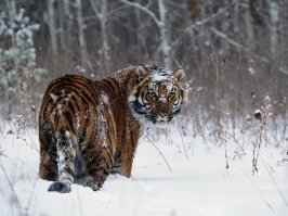 Тоже котейка