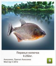 чёрный паку, причём малёк совсем, но на пиранью довольно сильно смахивает,  однако вряд ли он у нас перезимует...