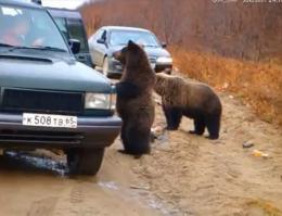 Частая посетительница рыбного базара
