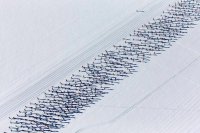 Какие "тысячи"!?
826 лыжников.