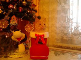 Дочка на улице подобрала рыжие чудо