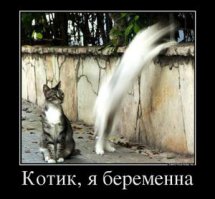 Любите котиков: