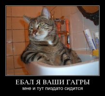 Неправильные коты 