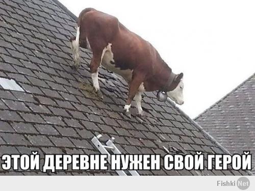 Фишкина солянка за 14.07.2014