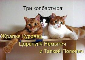 есть 3 типа котов