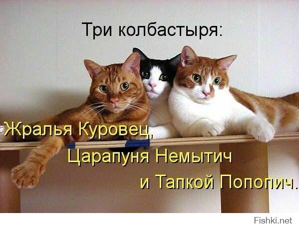 есть 3 типа котов