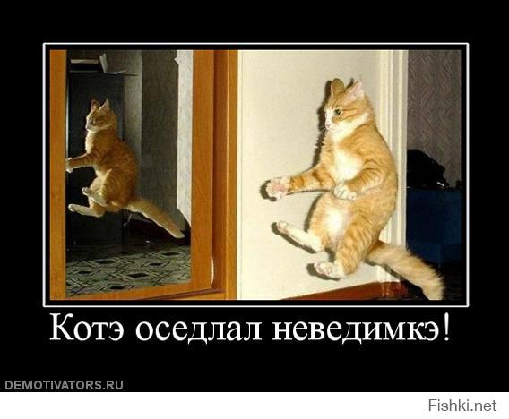 Летающие ниндзя-коты 