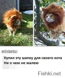 Купил коту новый корм