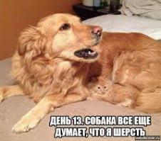 Найди сову!