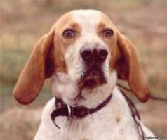 есть такая порода собак-каталбурун.