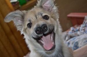 есть такая порода собак-каталбурун.