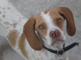 есть такая порода собак-каталбурун.