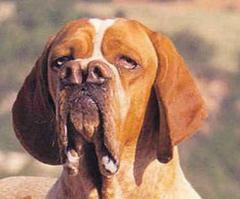 есть такая порода собак-каталбурун.