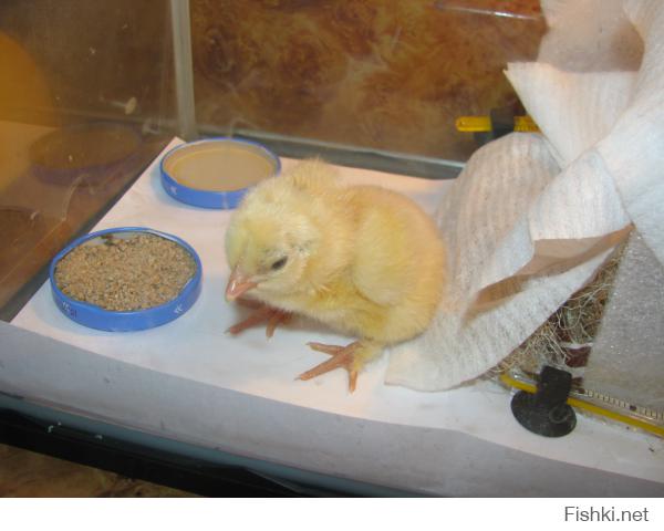 мы конечно тоже не делали чертежей... и гипсокартон не покупали и датчики не устанавливали... Так уж получилось, что наша собака задрала курицу, высиживающую яйцо. яичко так сиротливо лежало на дне гнездышка и рука не поднялась.... соорудили по быстрому "инкубатор" и вооот :)