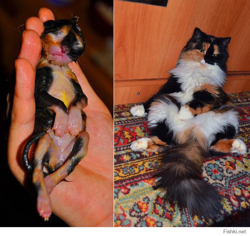 Кошка и котята после родов. Кошка до и после рождения котят. Бритая трехцветная кошка.