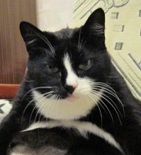 Всё не так однозначно... Одна и та же морда бывает не только милой.))