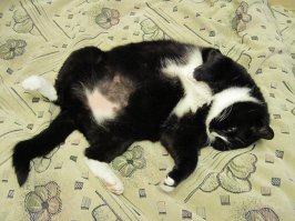 Всё не так однозначно... Одна и та же морда бывает не только милой.))