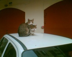 Двуглавый шестилап и другие прелести с конкурса "Не может быть!"