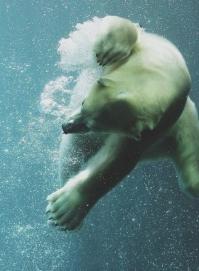 Белый медведь под водой. Прекрасное зрелище.