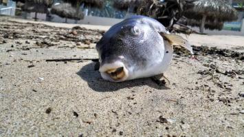 Джа Джа Бинкс???