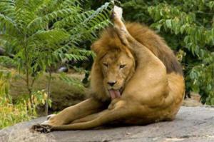 Большие кошки