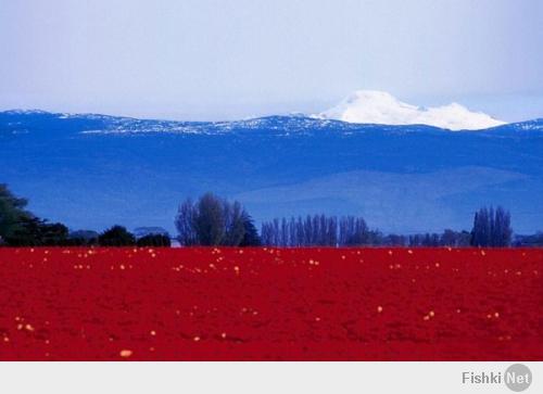 Такое возможно только в России