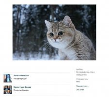 10 самых правильных пород кошек